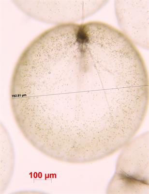 MODIS-derived green Noctiluca blooms in the upper Gulf of Thailand: Algorithm development and seasonal variation mapping